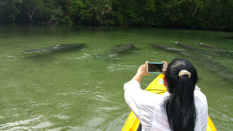 Kayak Eco tours